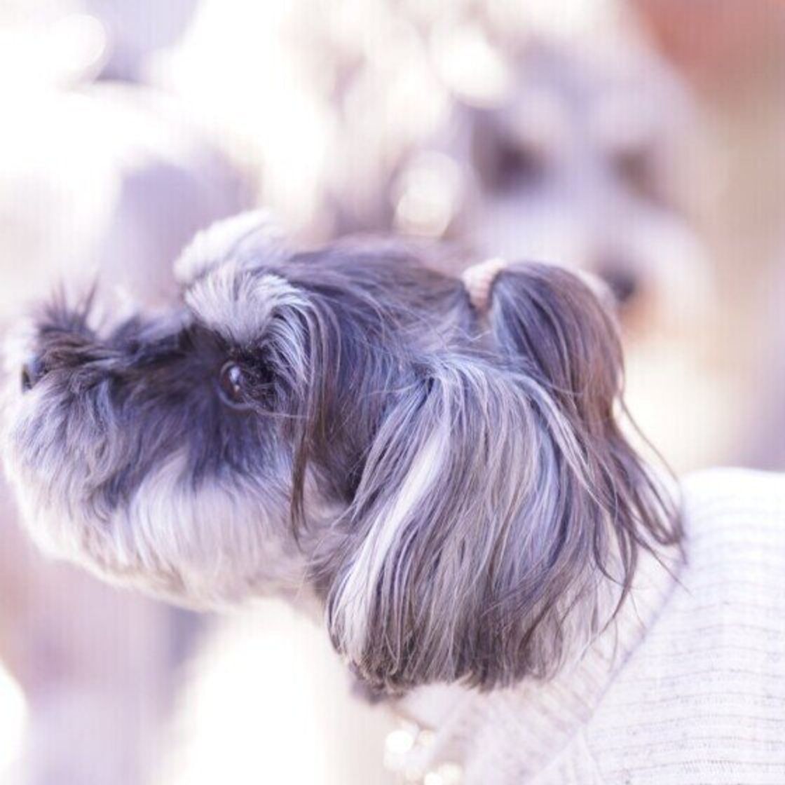 犬の散歩中の気持ちは ほかの犬を吠える リードを引っ張る 本音を解説 いぬのきもちweb Magazine 犬の散歩中の気持ちは ほかの犬を吠える リードを引っ張る 本音を解説 いぬのきもちweb Magazine