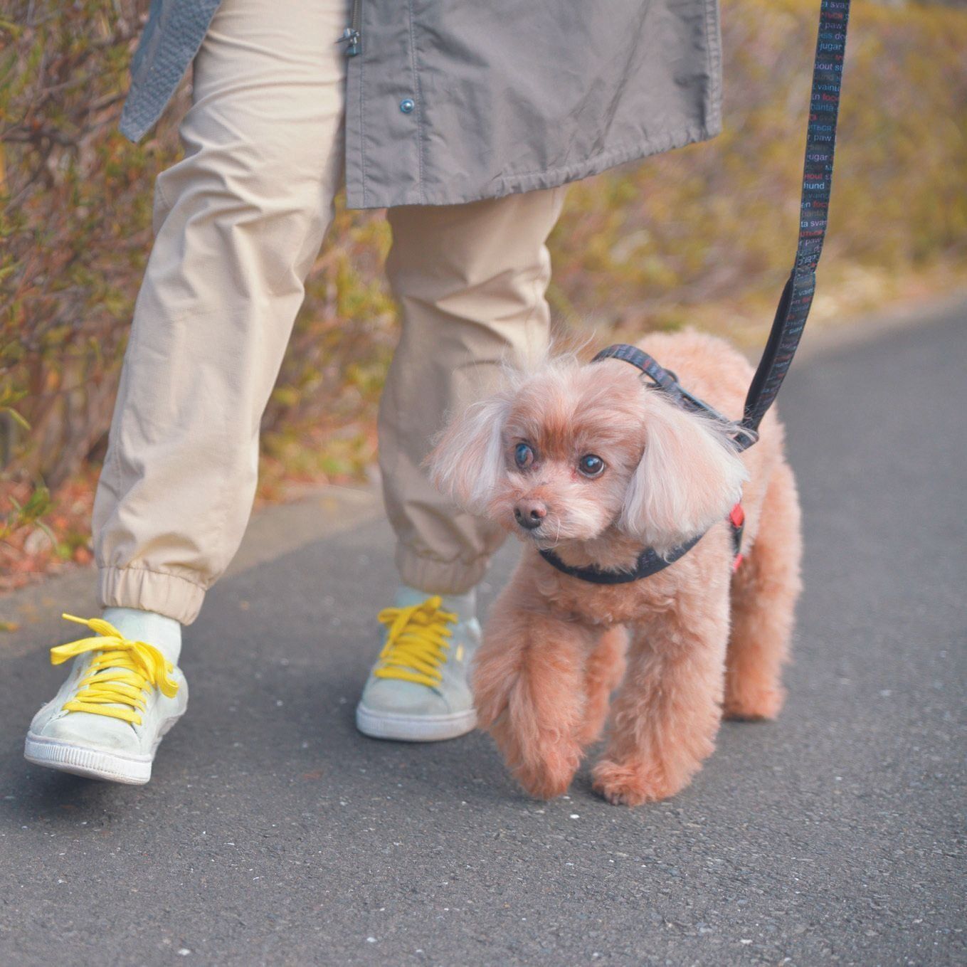 散歩時は、Ｓさんのすぐ隣を歩かせます。Ｓさんの足音を聞くことで、まっすぐ歩くことができます