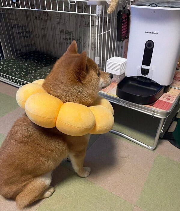 ごはんが出てくるのを待つかぼすくん
