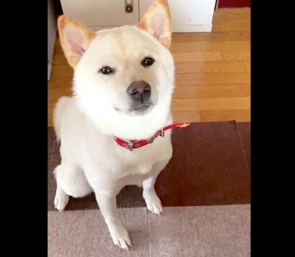 見つめるはるちゃん