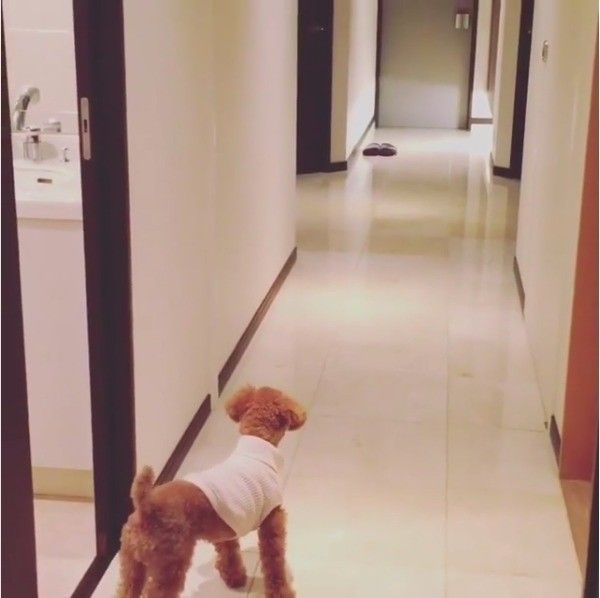 トイ・プードル