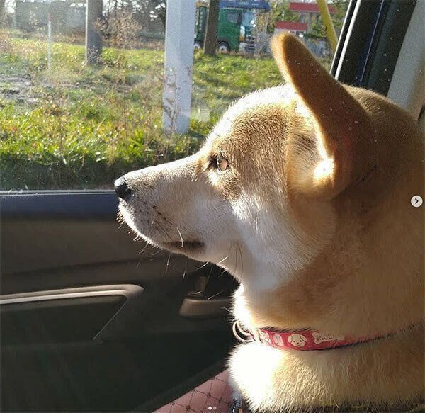 車に乗る咲季ちゃん