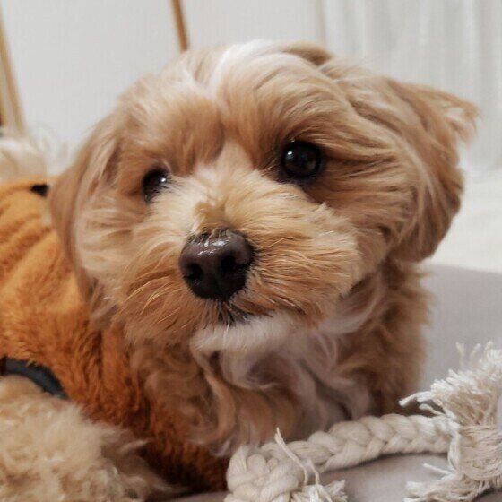 人の手が怖い？ 犬の「ハンドシャイ」とは いぬのきもち