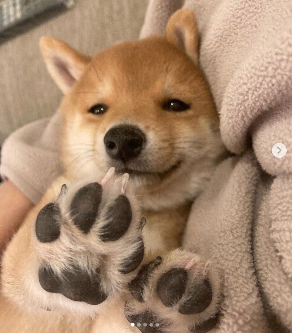 まったりするみこしくん