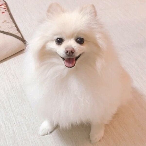 嬉しそうなアポちゃん