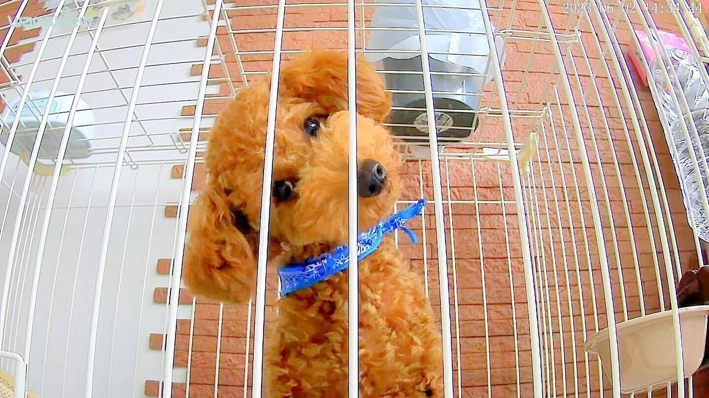 トイ・プードルのロイくん