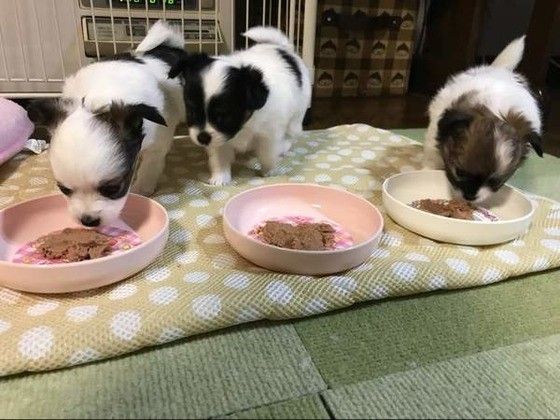 ご飯を食べるミックス犬の子犬