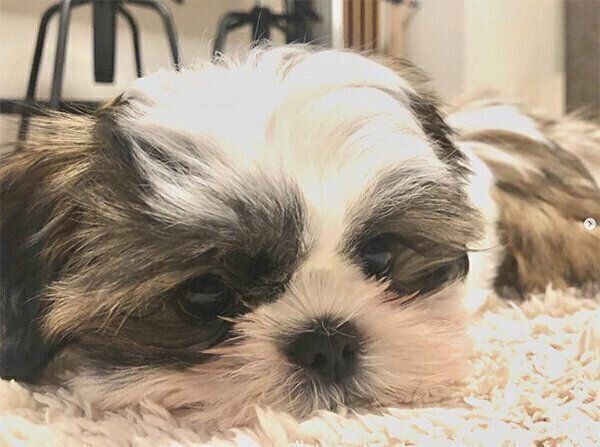 くつろぐぽんぷぅちゃん