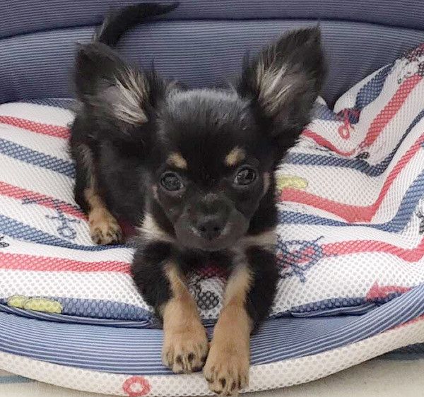 見つめるチワワ