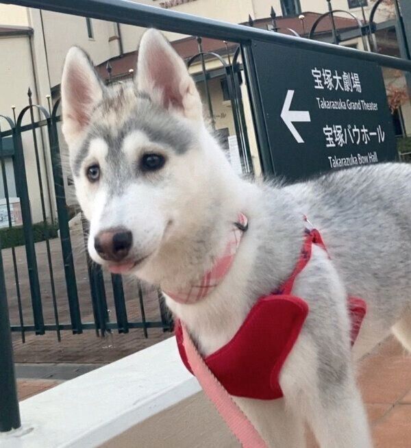 お散歩を楽しむクレアちゃん