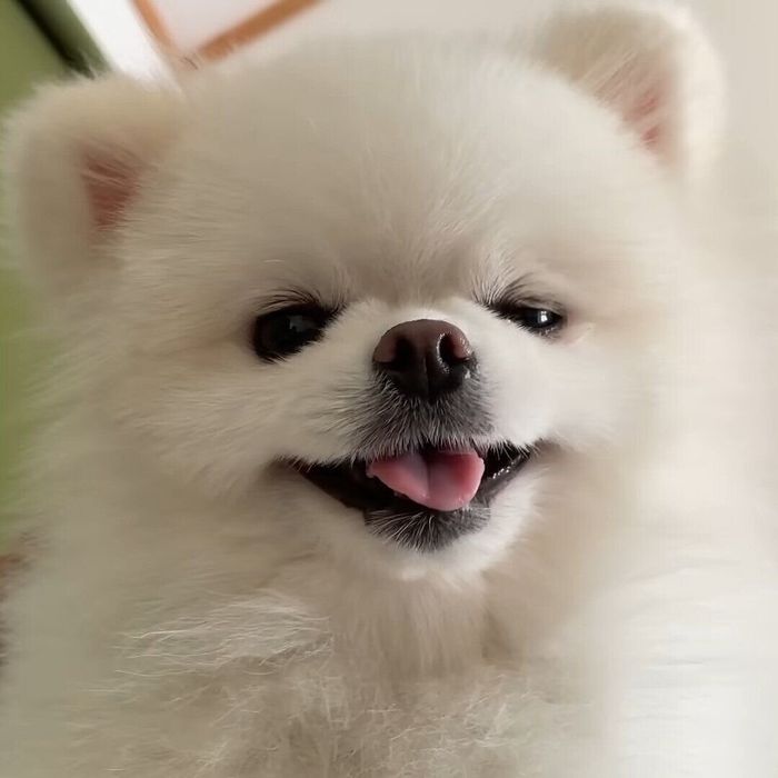 飼い主さんの上に乗ったマヨちゃん