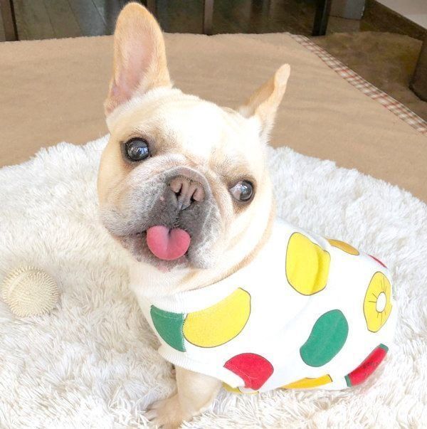 元繁殖犬・フレンチ・ブルドッグのもなちゃん