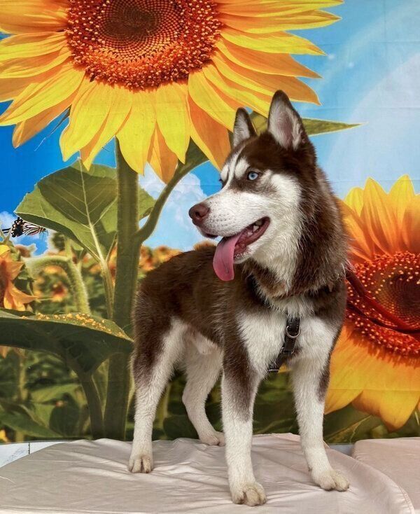 楽しそうな大吉くん