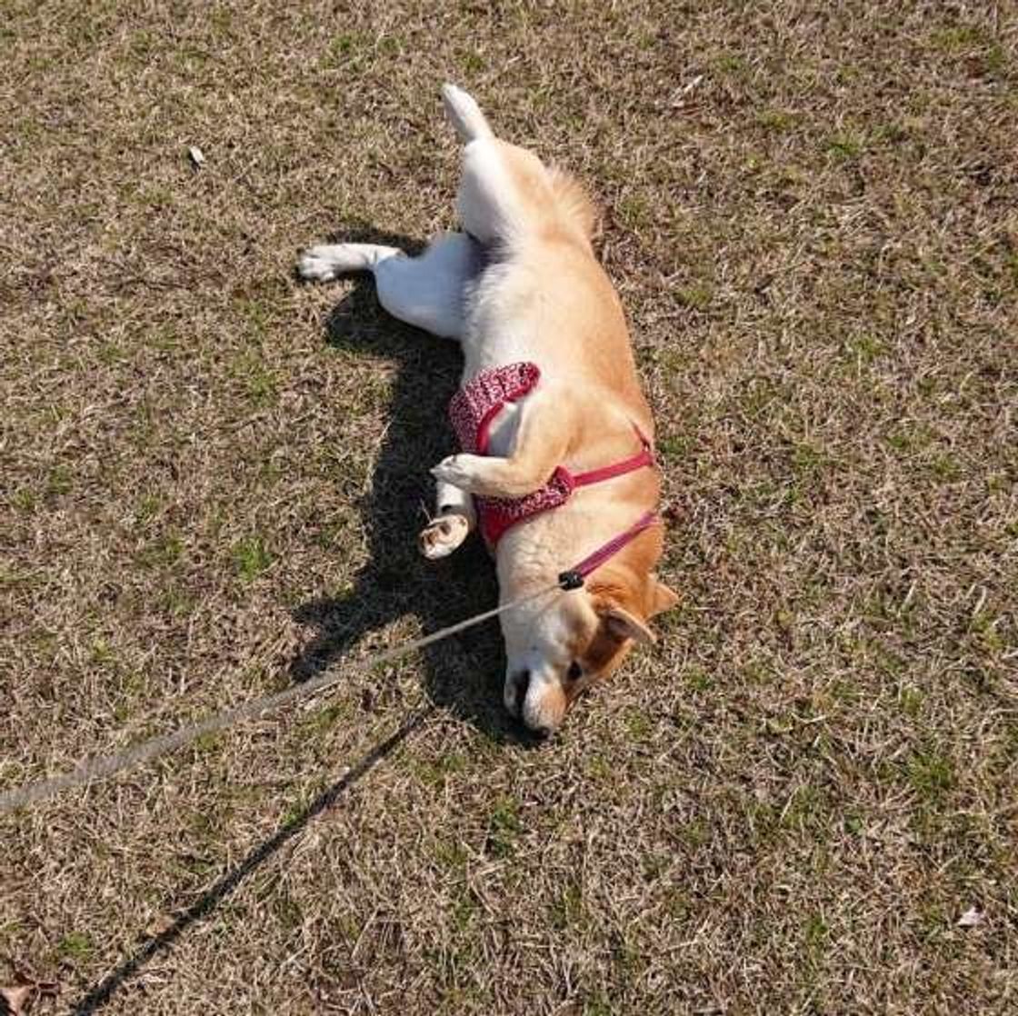 散歩量 はあくまで目安 年齢 犬種など愛犬に合った 散歩 とは いぬのきもちweb Magazine 散歩量 はあくまで目安 年齢 犬種など愛犬に合った 散歩 とは いぬのきもちweb Magazine