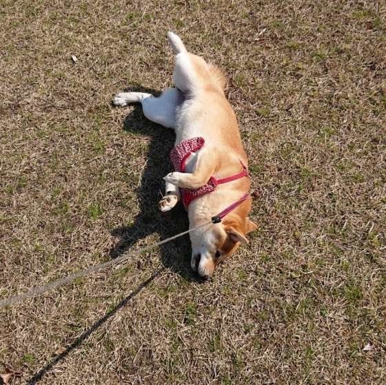 犬の年齢に合わせた散歩量を考えよう