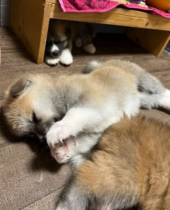 眠る秋田犬の子犬たち