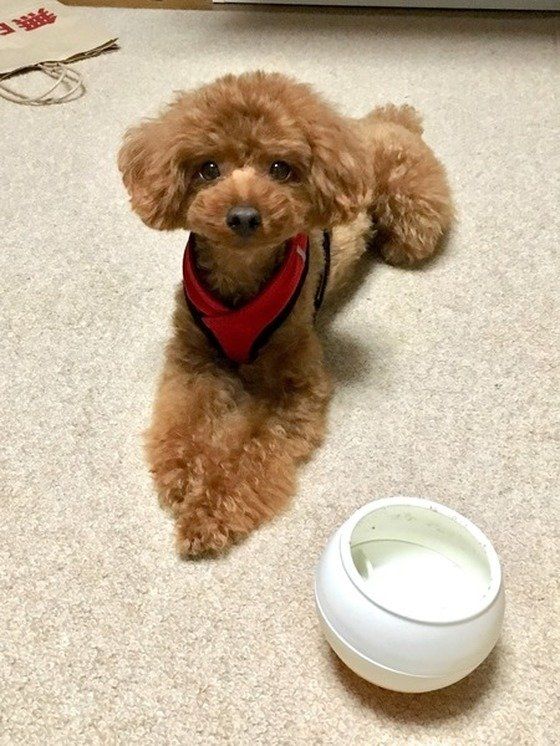 トイプーちゃん