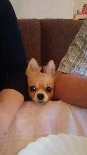 間に挟まるハナちゃん