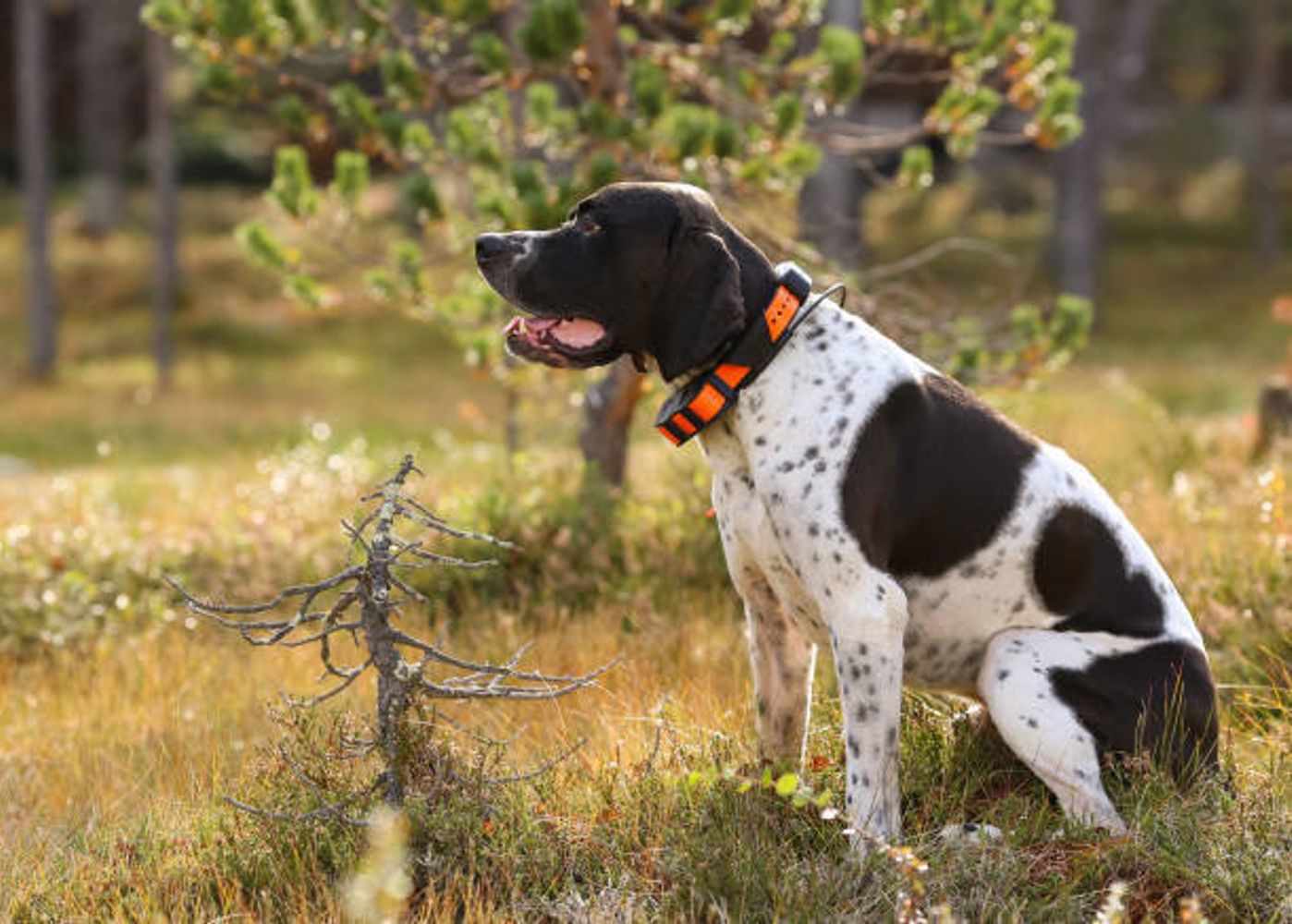イングリッシュ ポインターの特徴と性格 飼い方 価格相場など 犬図鑑 いぬのきもちweb Magazine イングリッシュ ポインターの特徴と性格 飼い方 価格相場など 犬図鑑 いぬのきもちweb Magazine