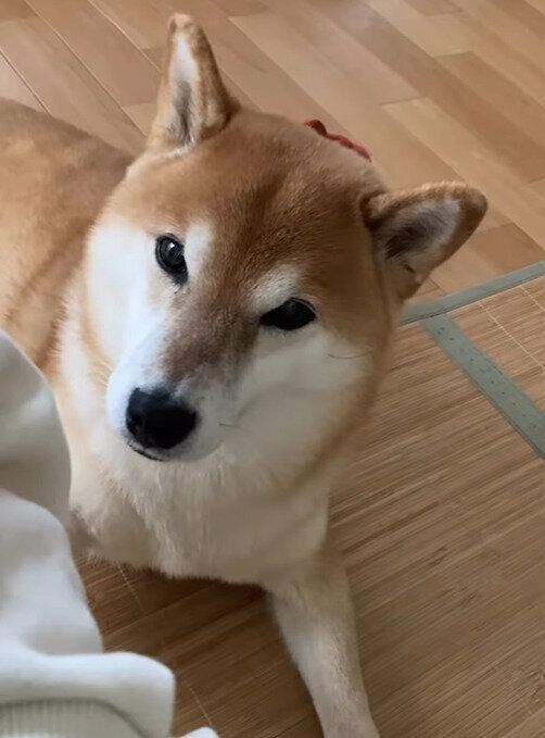 飼い主さんにチョイチョイと触れるすずちゃん