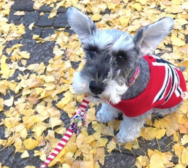 トリミング前のミニチュア・シュナウザー