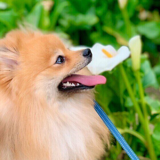 犬の驚くべき生態4選 不思議に思っている飼い主さんも多いかも いぬのきもちweb Magazine