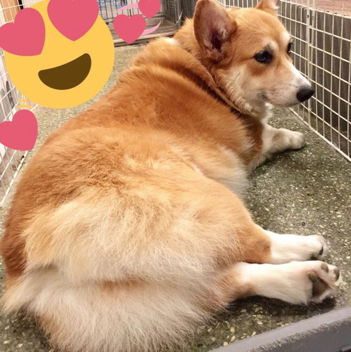 コーギーに柴犬も ほっこり笑顔になるワンコの お尻モチーフグッズ いぬのきもちweb Magazine コーギーに柴犬も ほっこり笑顔になるワンコの お尻モチーフグッズ いぬのきもちweb Magazine