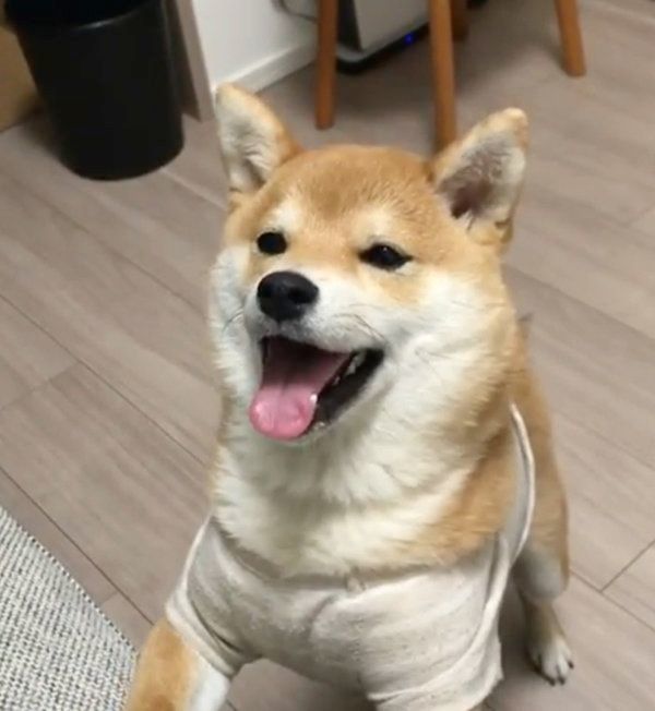 アイスが欲しい豆柴