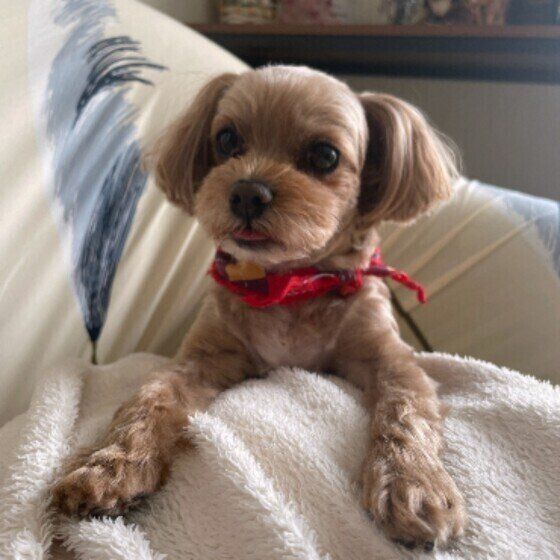 くつろいでいるチャッピーちゃん