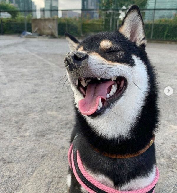 笑顔のぽんずちゃん