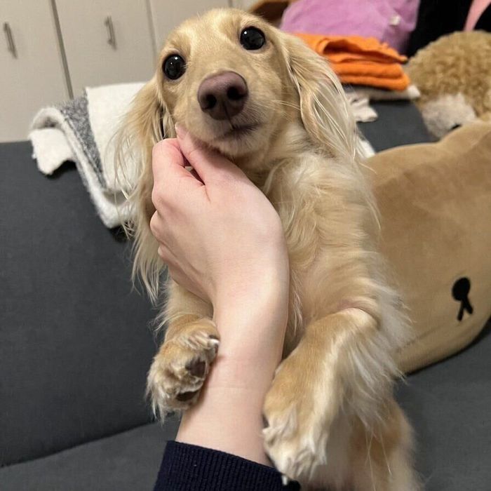 飼い主さんの手に抱きつくちゃちゃちゃん