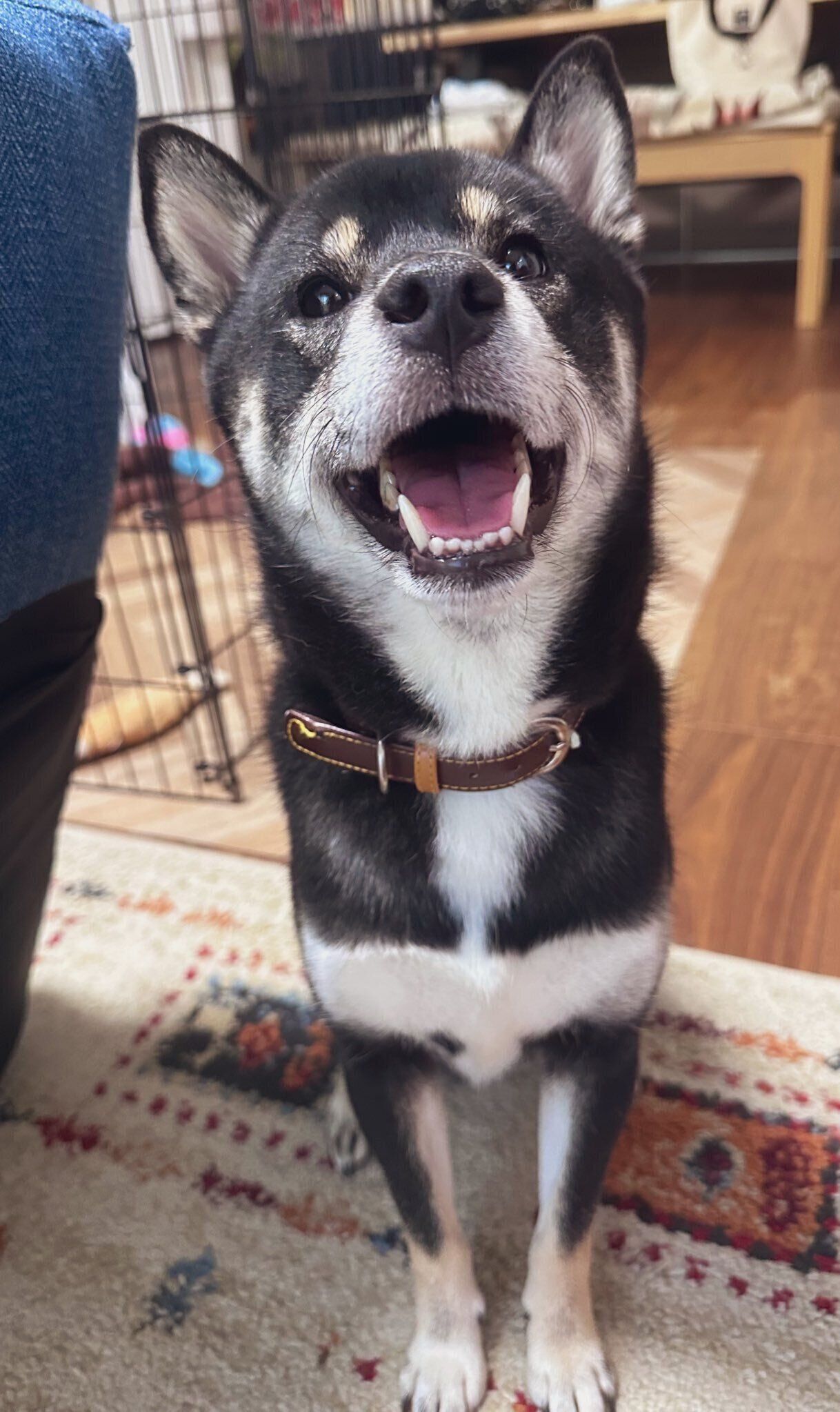 ‟ご機嫌”な様子の柴犬