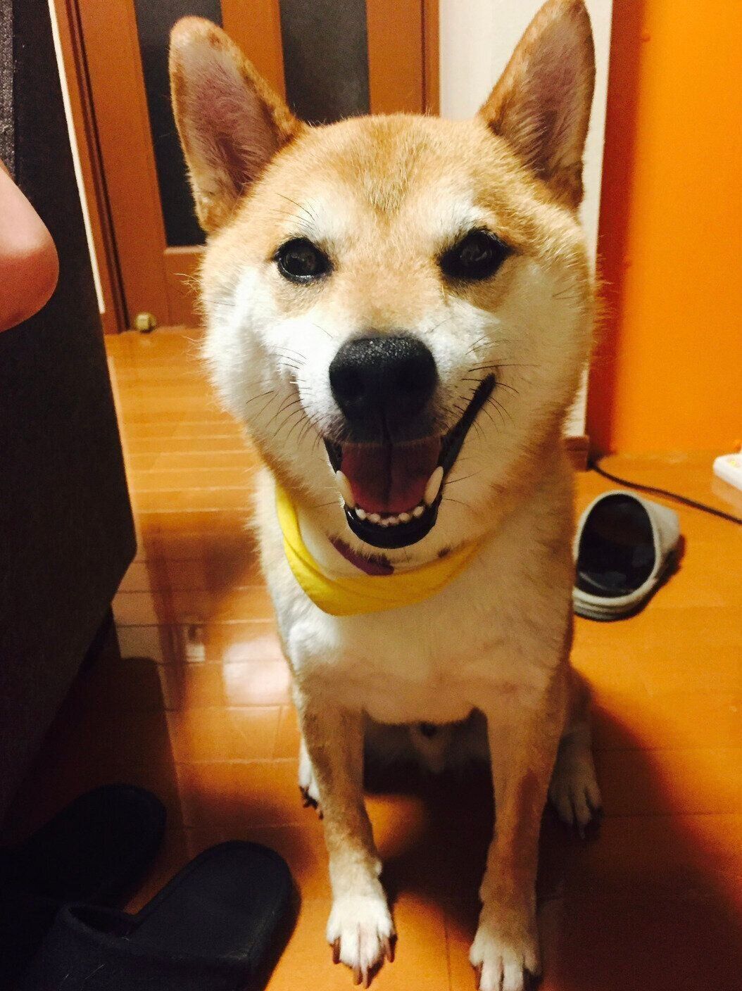 先代犬・リュウくん