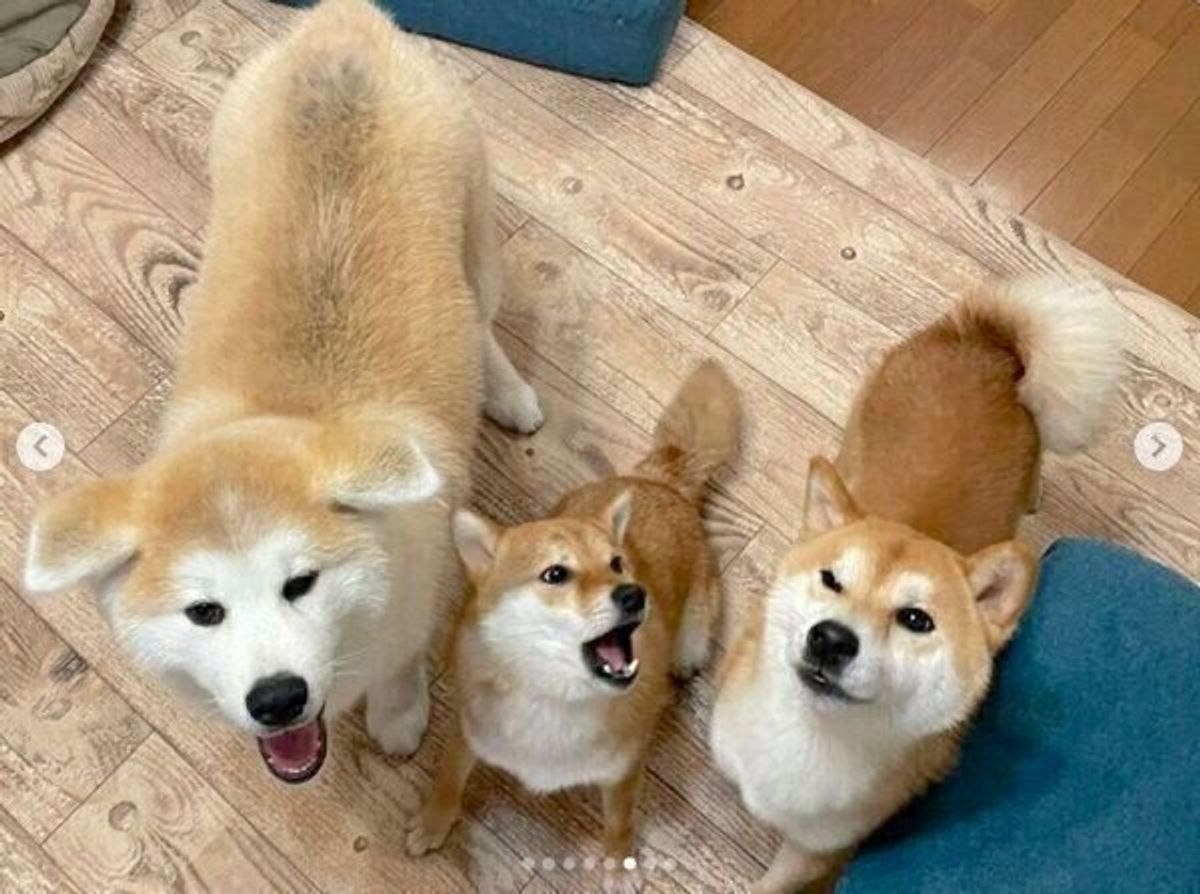 自分の体の大きさを理解していない 柴犬の上に座る秋田犬の子犬 の行動からわかる心理 獣医師解説 いぬのきもちweb Magazine 自分の体の大きさを理解していない 柴犬の上に座る秋田犬の子犬 の行動からわかる心理 獣医師解説 いぬのきもちweb Magazine