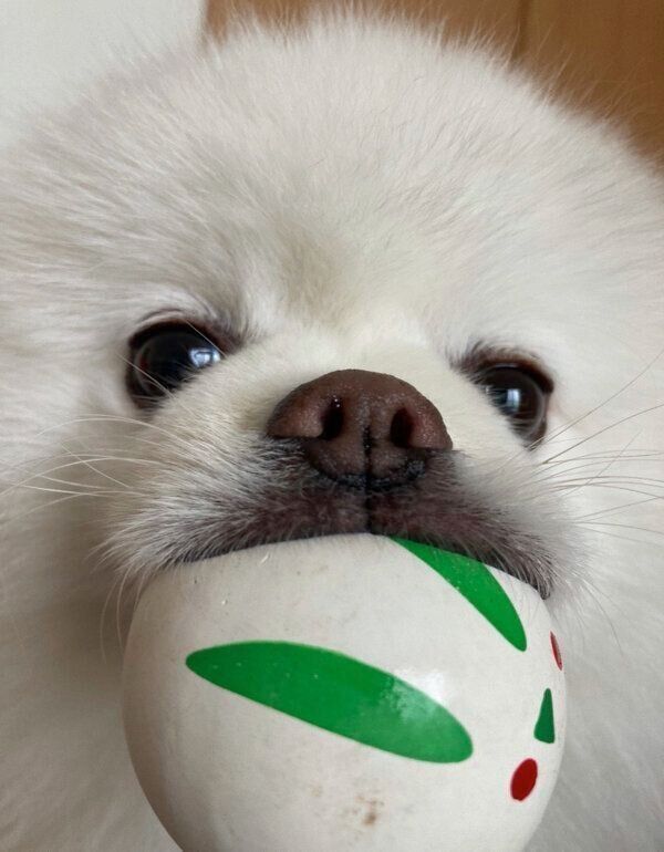 ボールをくわえるレイちゃん