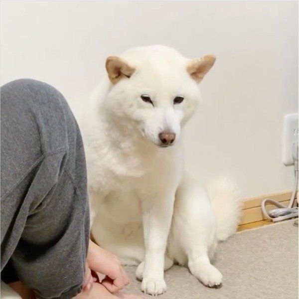 マッサージを要求するきなこちゃん