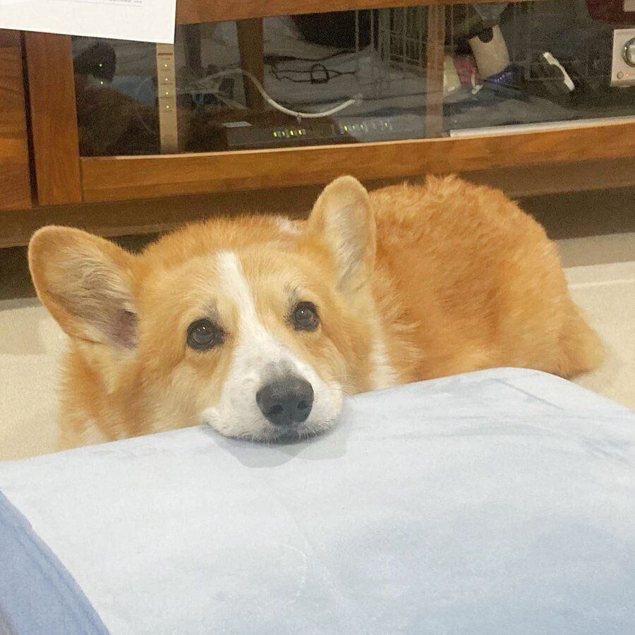 あごのせするむぎくん