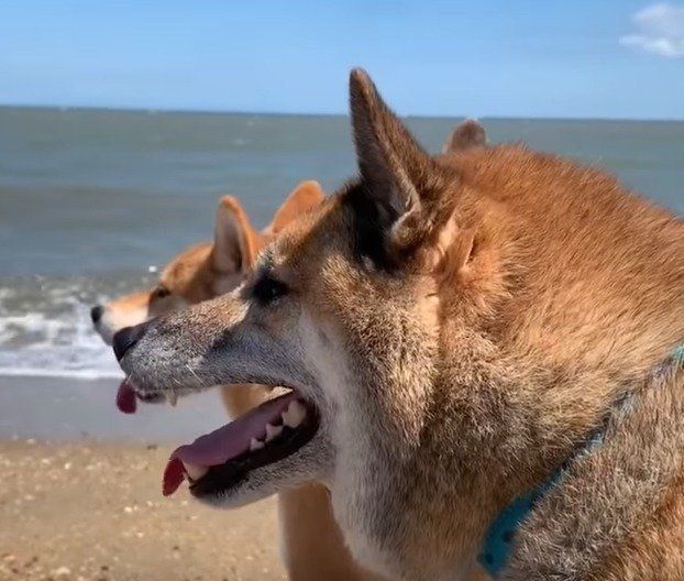 海でたたずむ2匹の柴犬