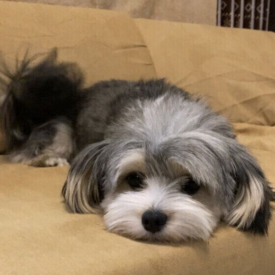 可愛い表情の小型犬 いぬのきもち