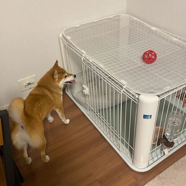 ケージの上に乗ったボールを取ろうとするひるねちゃん