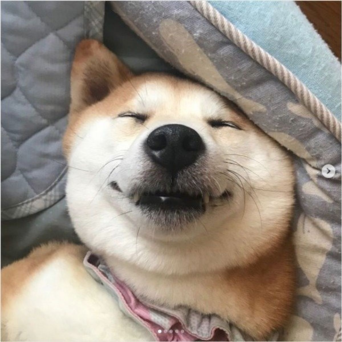 口角上がっちゃうんだワン ワンコスマイル が癒し系すぎるッ いぬのきもちweb Magazine 口角上がっちゃうんだワン ワンコスマイル が癒し系すぎるッ いぬのきもちweb Magazine