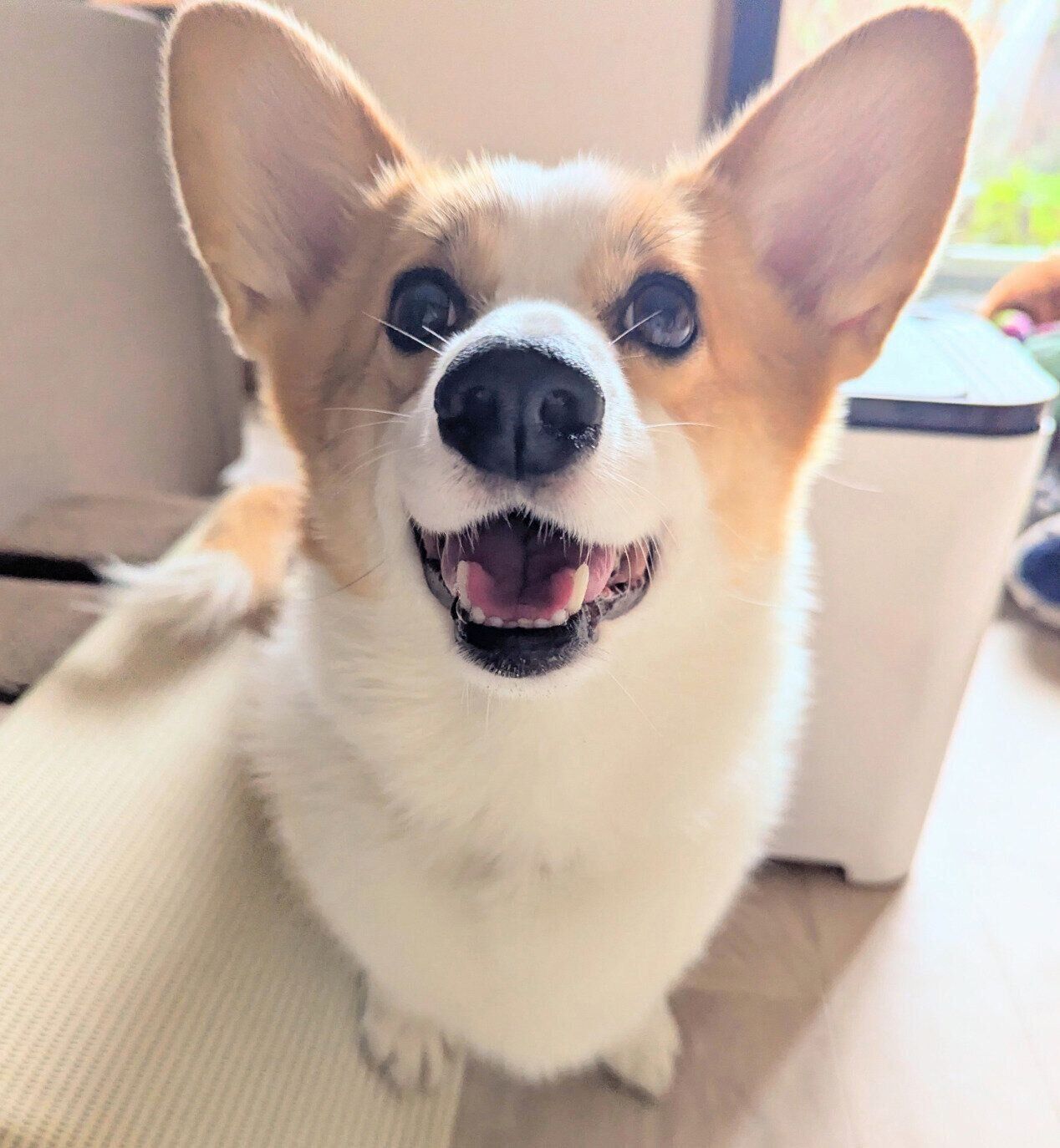ニコニコ笑顔のるんちゃん