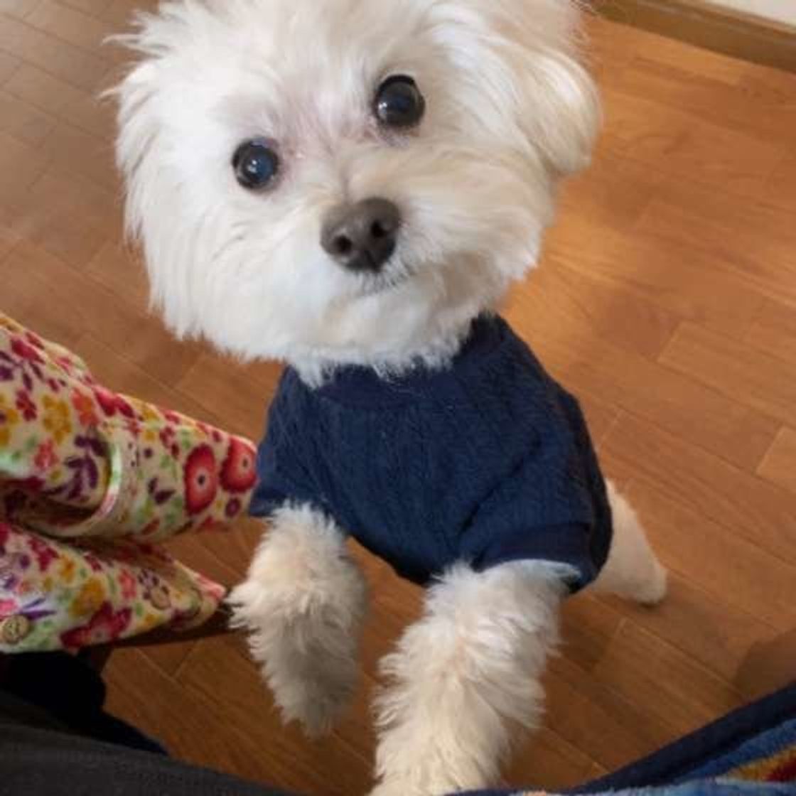 夏バテに要注意 愛犬の食欲が落ちたときの対処法 注意点を解説 いぬのきもちweb Magazine 夏バテに要注意 愛犬の食欲が落ちたときの対処法 注意点を解説 いぬのきもちweb Magazine