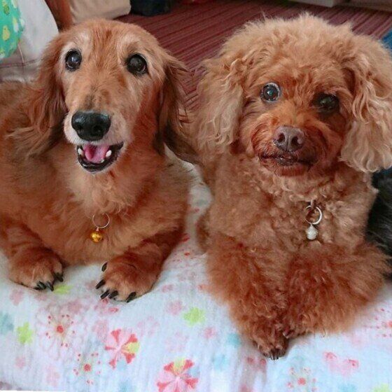 犬が目で何かを伝えている？ 犬の視線を使ったコミュニケーションとは いぬのきもち