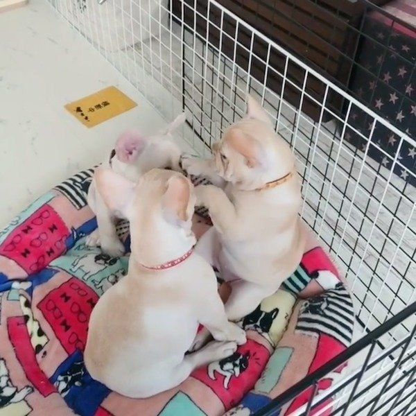 リブちゃん、ラブちゃんの顔をなでなでするツブちゃん