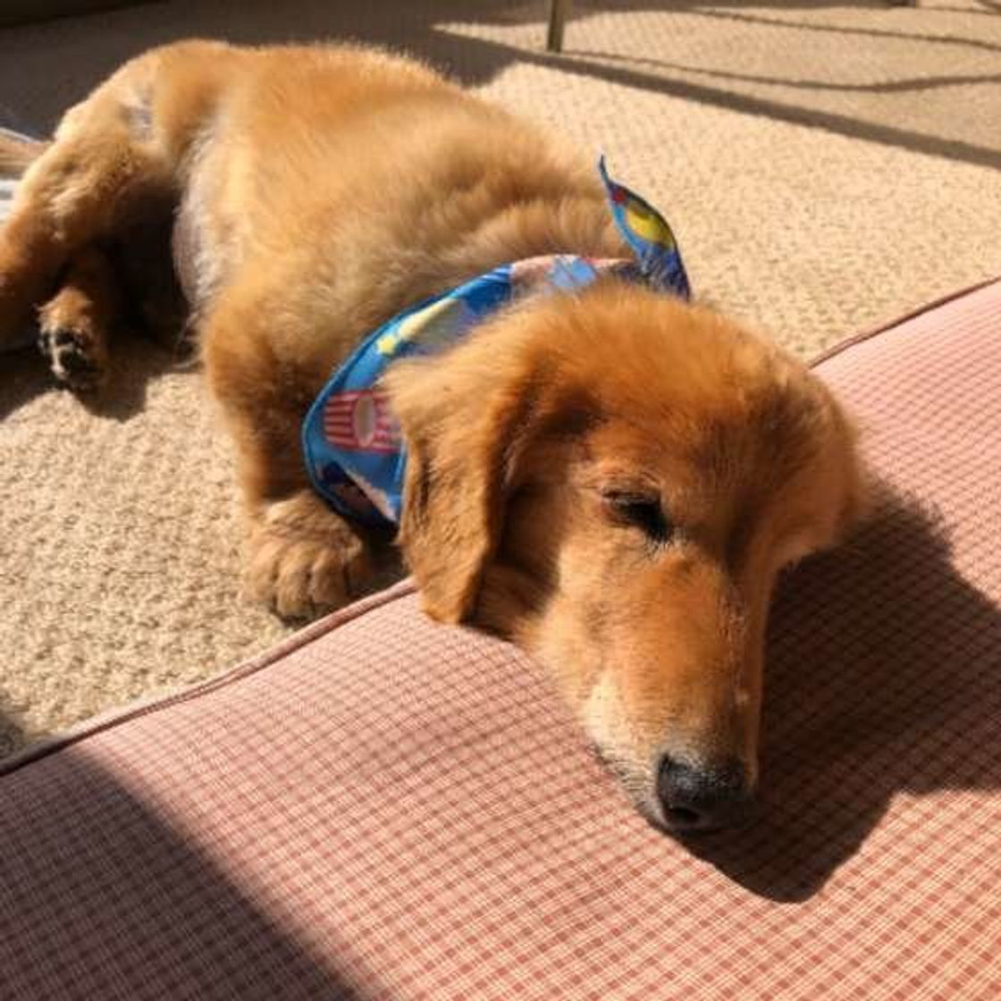 愛犬の老いを受け入れて最期まで愛しぬこう 犬の介護が必要な場合 いぬのきもちweb Magazine 愛犬の老いを受け入れて最期まで愛しぬこう 犬の介護が必要な場合 いぬのきもちweb Magazine