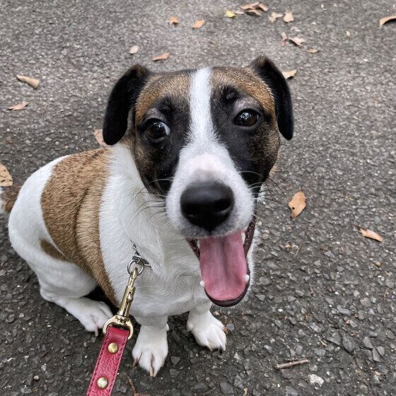 ジャック・ラッセル・テリアの冬悟くん