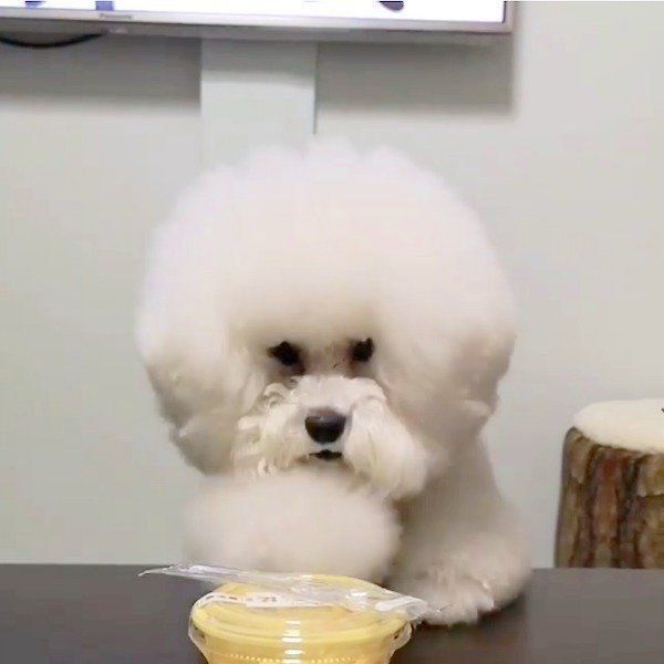 プリンを狙うトイ・プードル