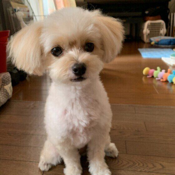 犬の食事は1日何回？ ライフステージや体調、体質に合わせた食事の回数とは いぬのきもち