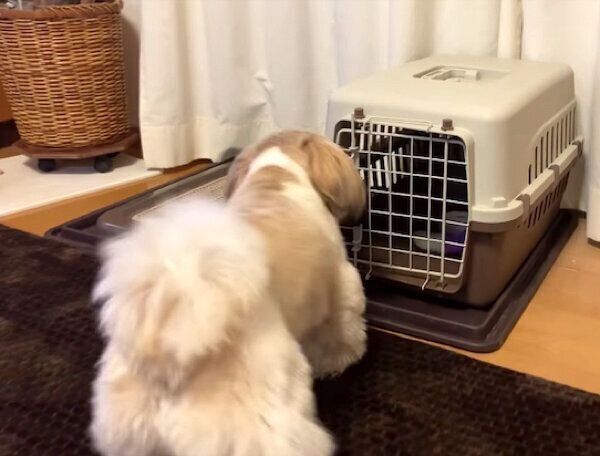 クレートの扉を開けるつぶちゃん